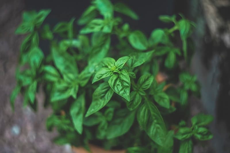 Pépinière Benzina Kénitra — Production d'Arbres Fruitiers